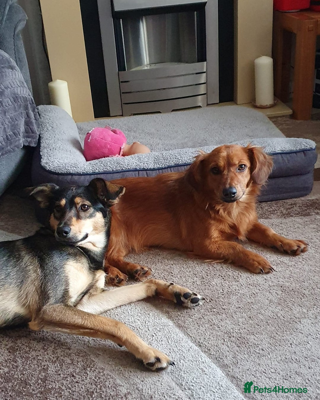 Mixed Breed dogs for adoption: 💖🐶 SANDY 🐶💖 - Image 26