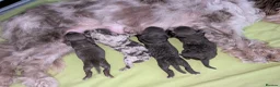 Cockapoo dogs for sale: Rare breed of cocktail Pasties, F1B Cockerpoos - Advert 20