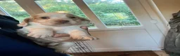 Cocker Spaniel dogs for sale: Cocker spaniel pups  - Advert 2
