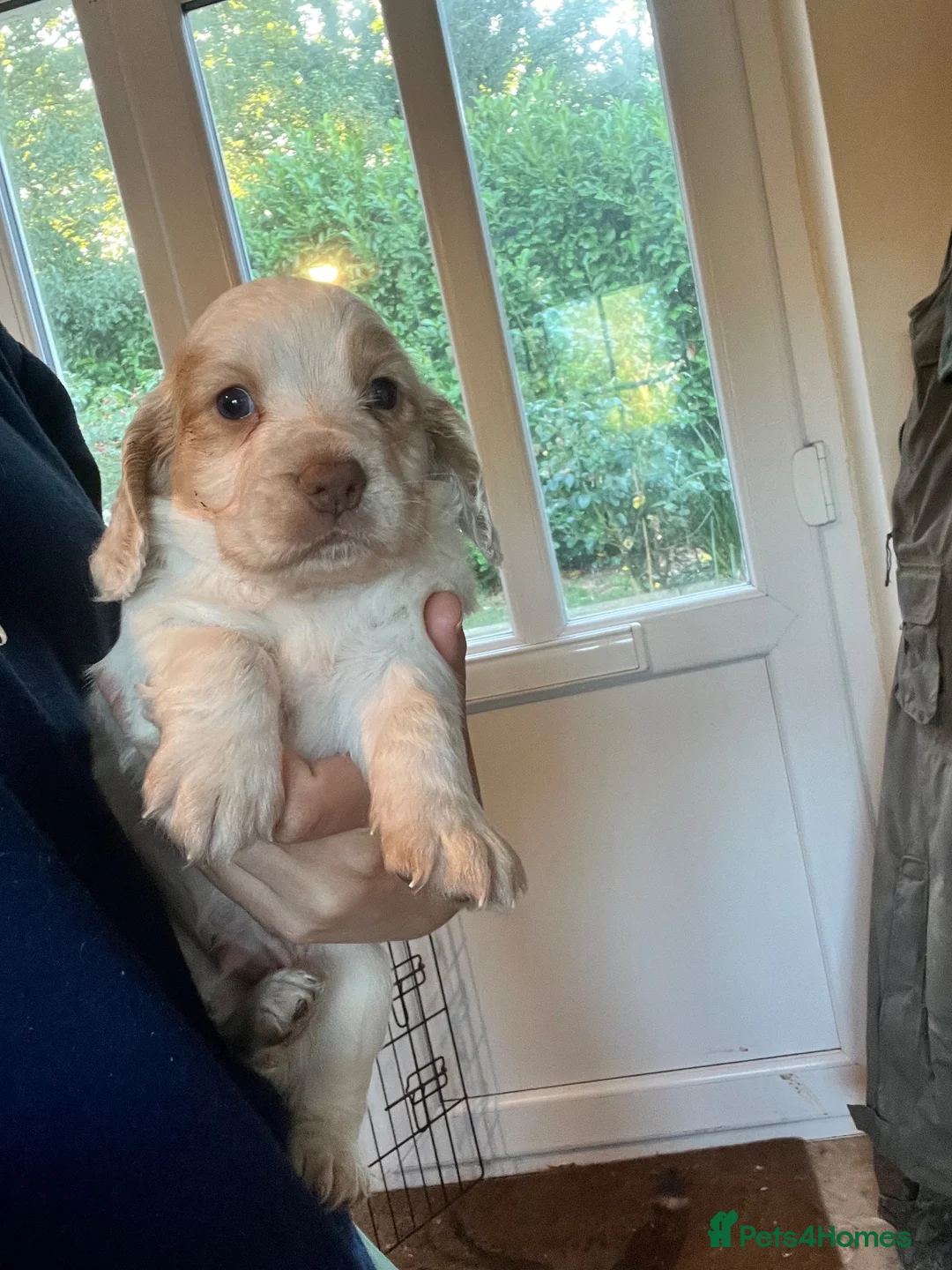 Cocker Spaniel dogs for sale: Cocker spaniel pups  - Advert 2