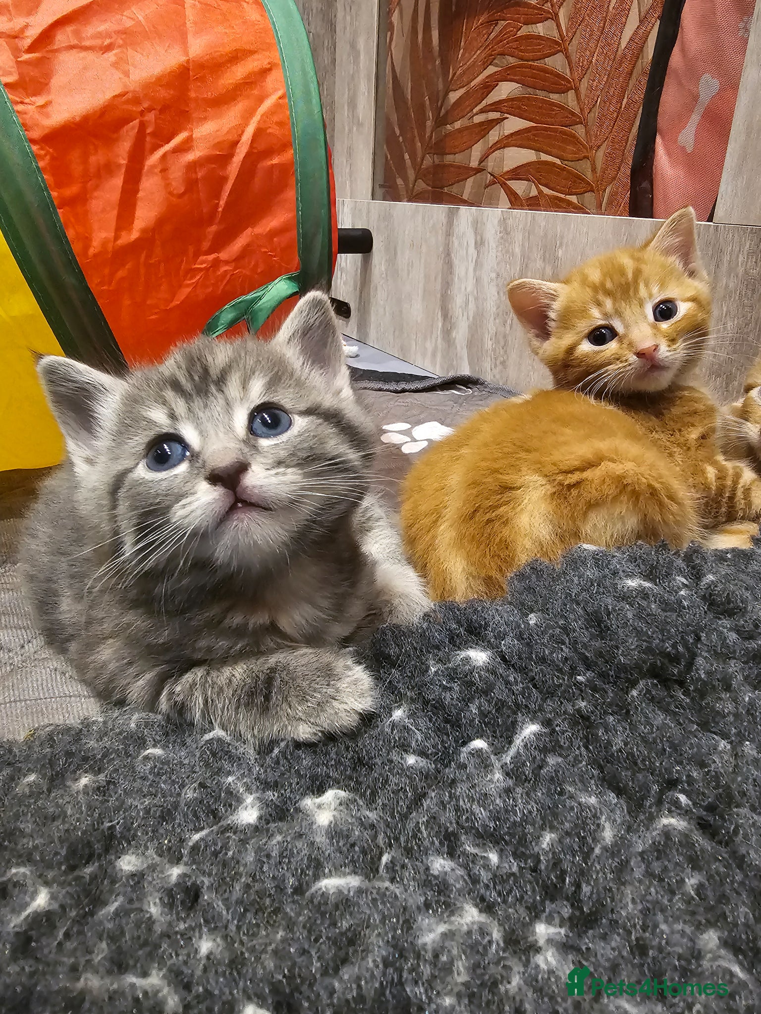 Mixed Breed cats for sale: Stunning Long Haired Kittens, rare colours🐾 💗 - Advert 1