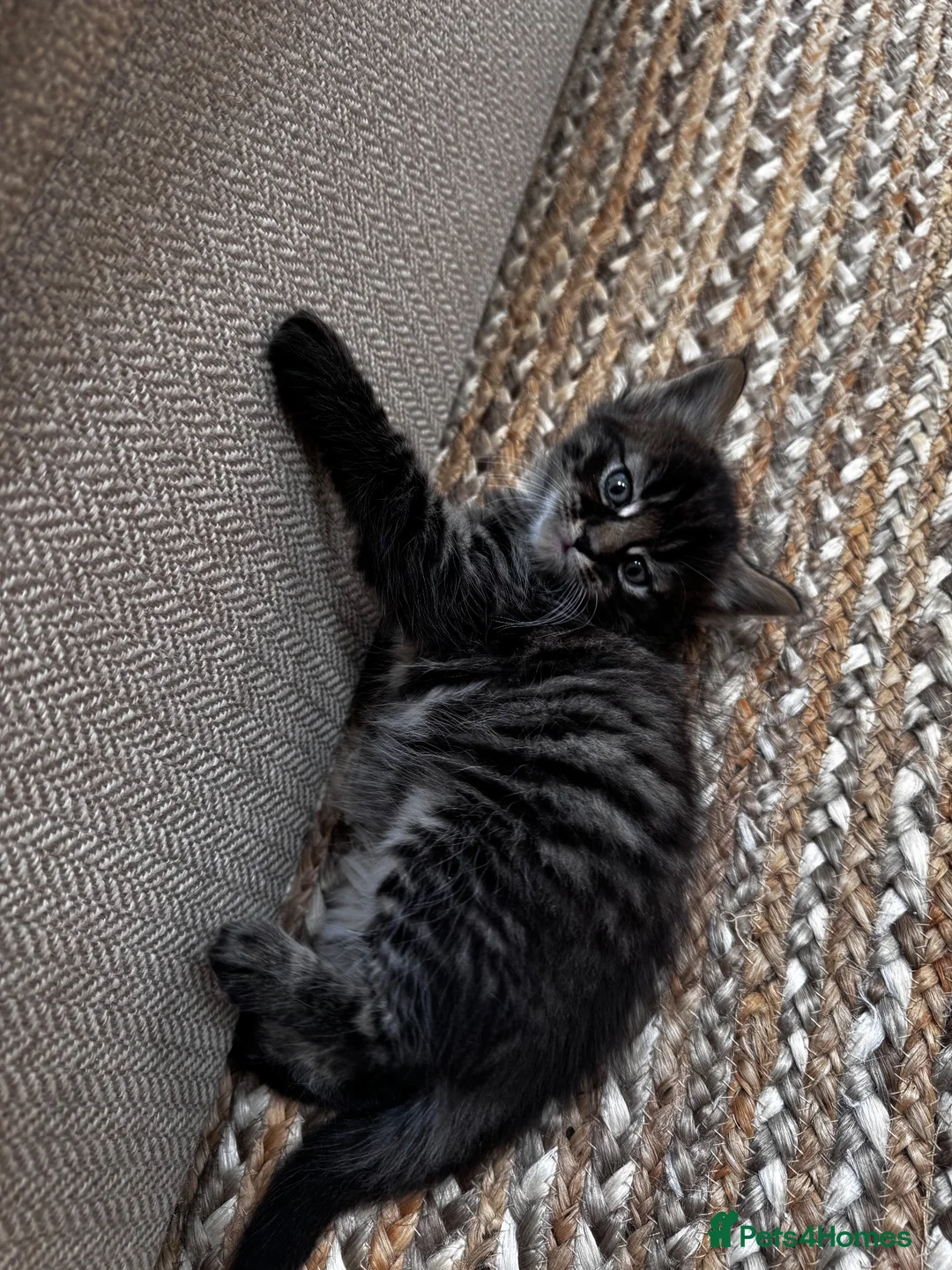 Maine Coon cats for sale: 5 Maine Coon kittens looking for their homes 🐾 - Advert 24
