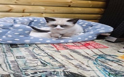 Mixed Breed cats for sale: Mostly white boy cat  - Image 7