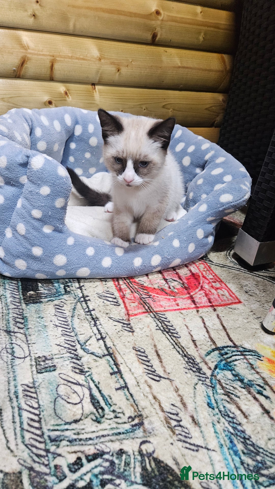 Mixed Breed cats for sale: Mostly white boy cat  - Image 7