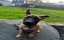 Mixed Breed dogs for sale: Dutch/Belgian malinois   - Image 6