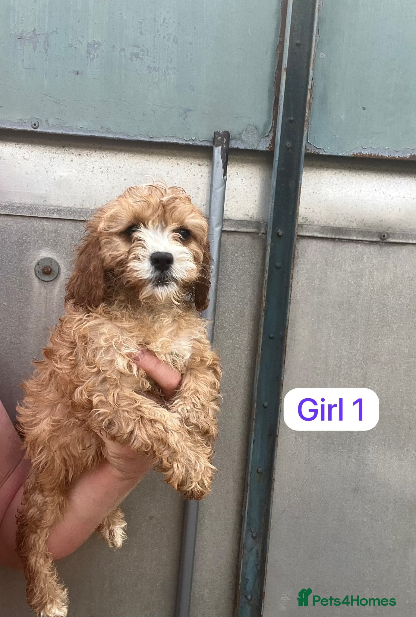 Cavapoo dogs Cavapoo puppy’s  - Advert 1