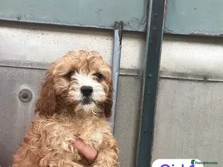 Cavapoo dogs Cavapoo puppy’s - Advert 4