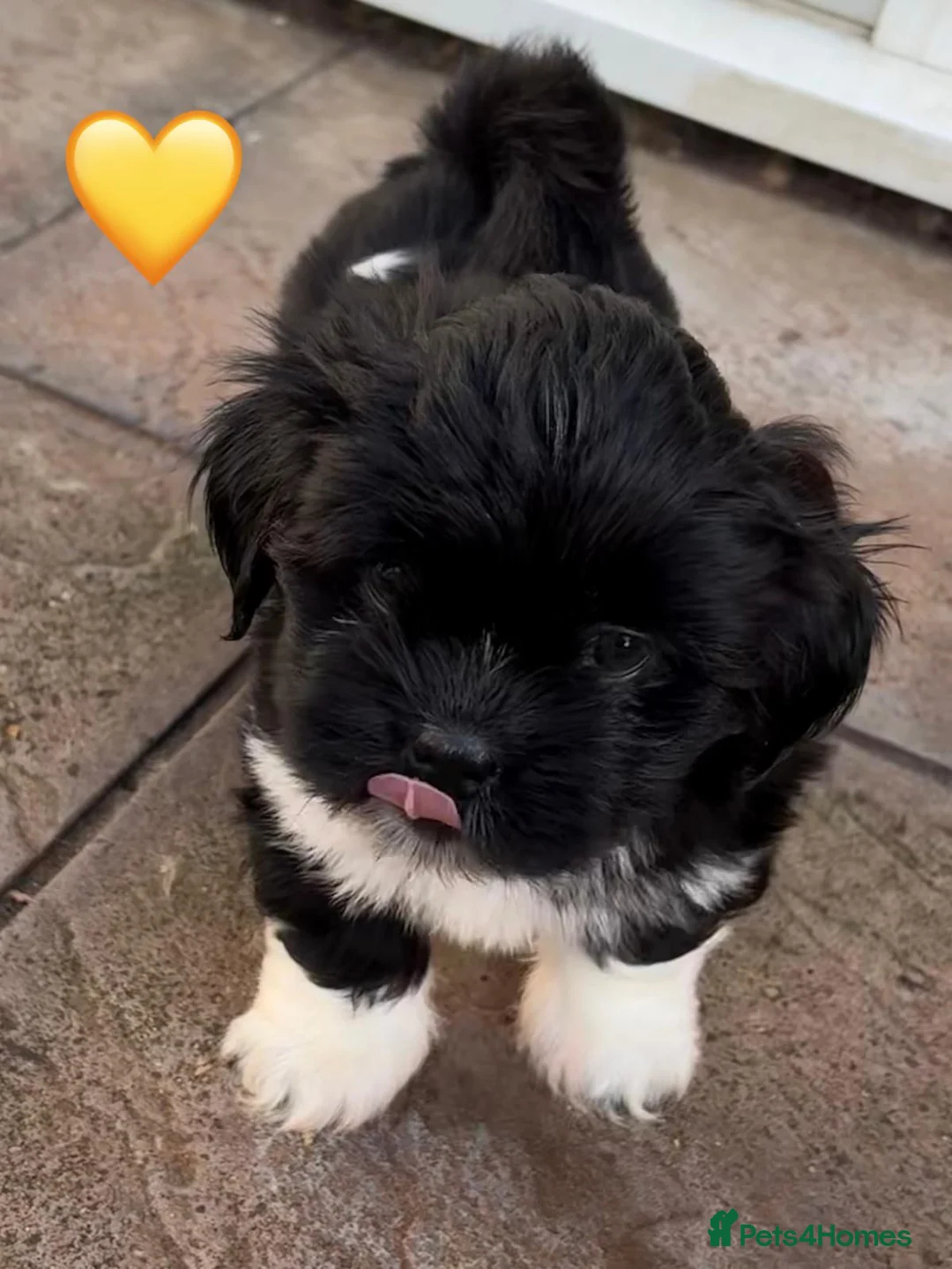 Lhasa Apso dogs for sale: Seven Beautiful RKC reg. Pups GPRA Clear in Wisbech - Advert 17