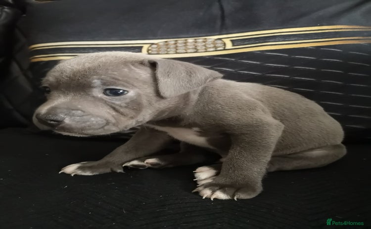 Staffordshire Bull Terrier dogs - Advert 13