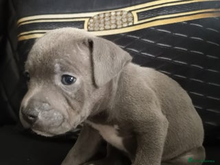 Staffordshire Bull Terrier dogs - Advert 16