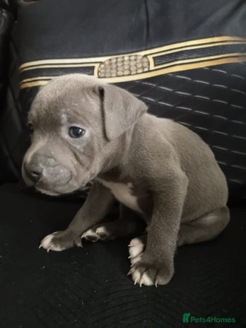 Staffordshire Bull Terrier dogs - Advert 12