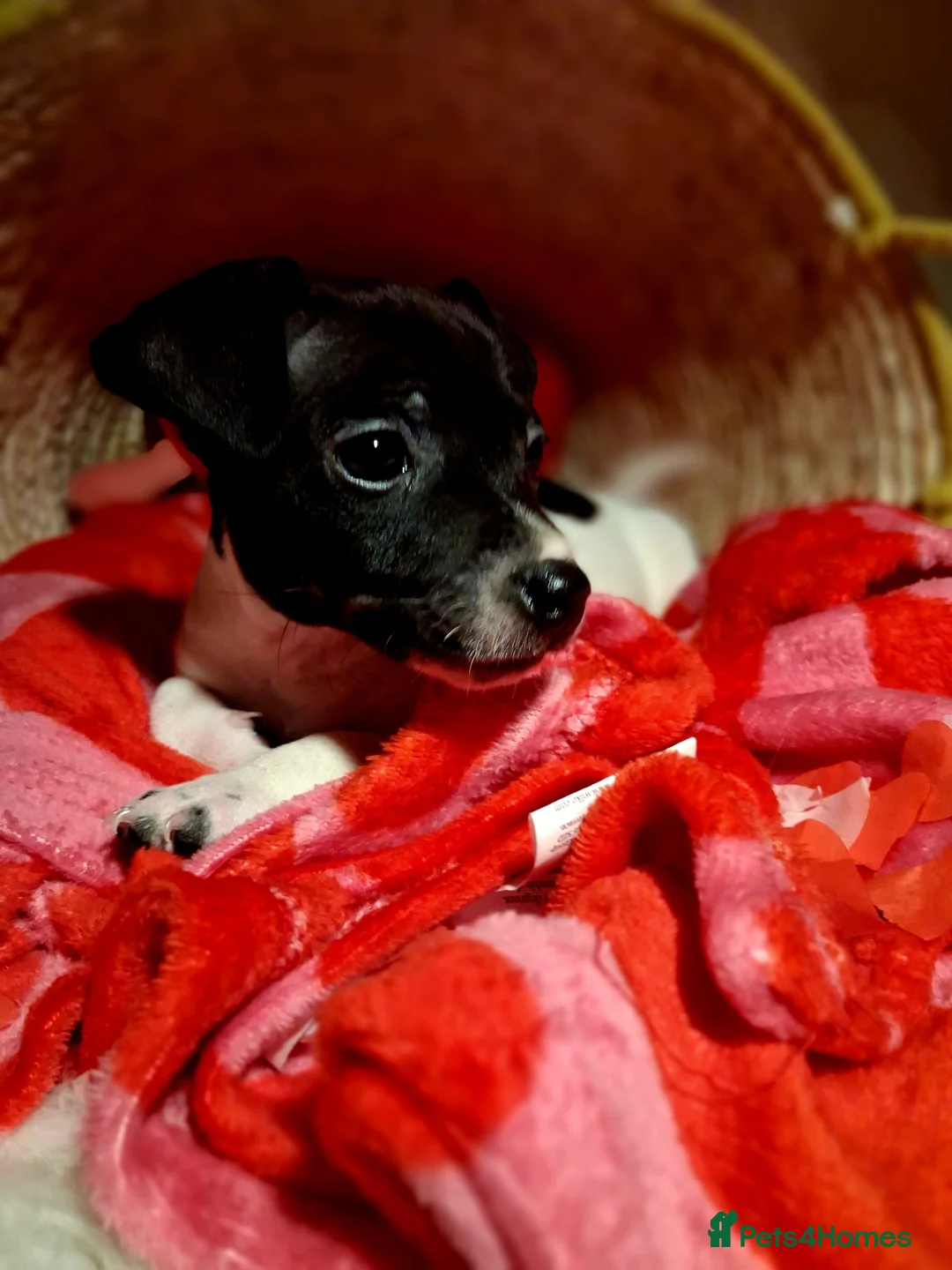 Jack Russell dogs for sale: Top quality traditional jack Russel puppies - Advert 2