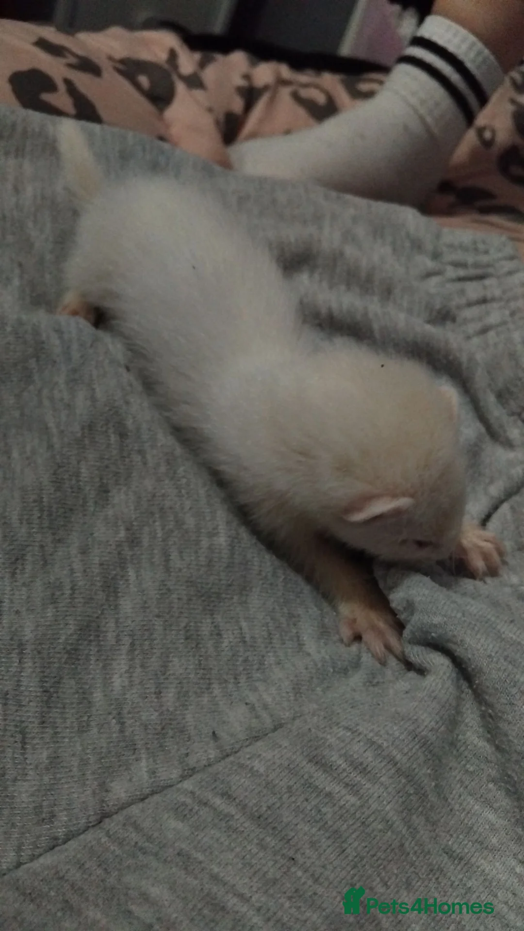 Ferret rodents for sale: Albino Baby ferret in Bishop Auckland - Advert 2