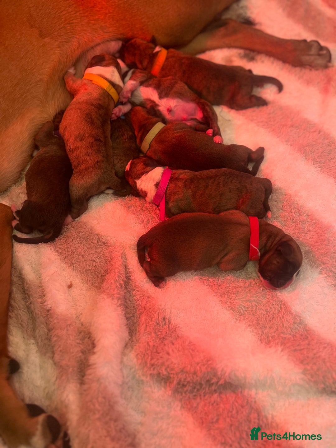 Boxer dogs for sale: Amazing boxer puppies  - Advert 4