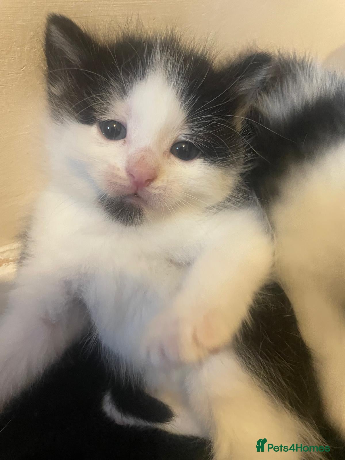 Domestic Shorthair cats Beautiful fluffy kittens  - Advert 20