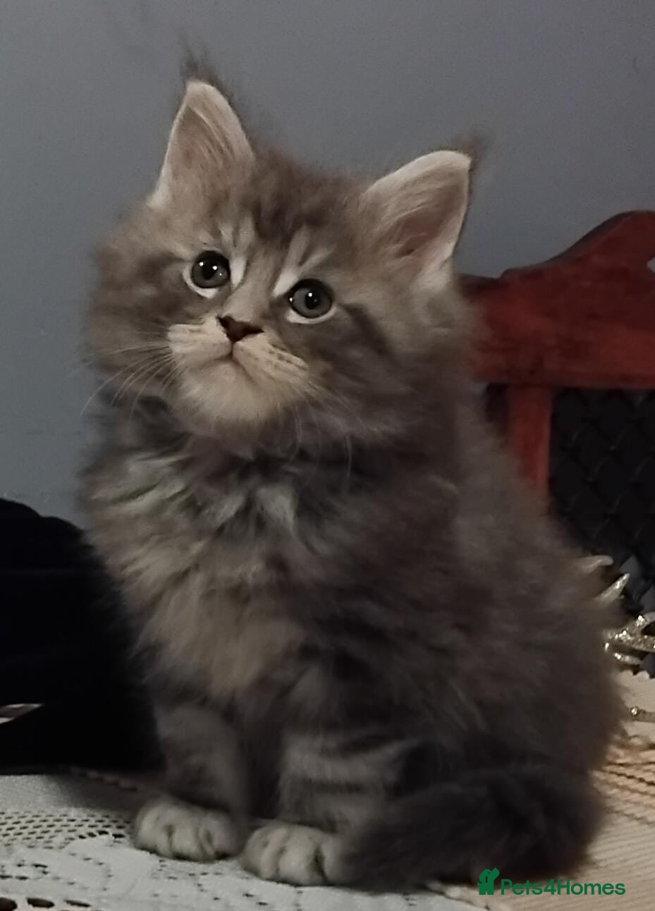 Maine Coon cats Maine Coons Kittens For Sale  - Advert 2