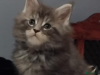 Maine Coon cats Maine Coons Kittens For Sale - Advert 2