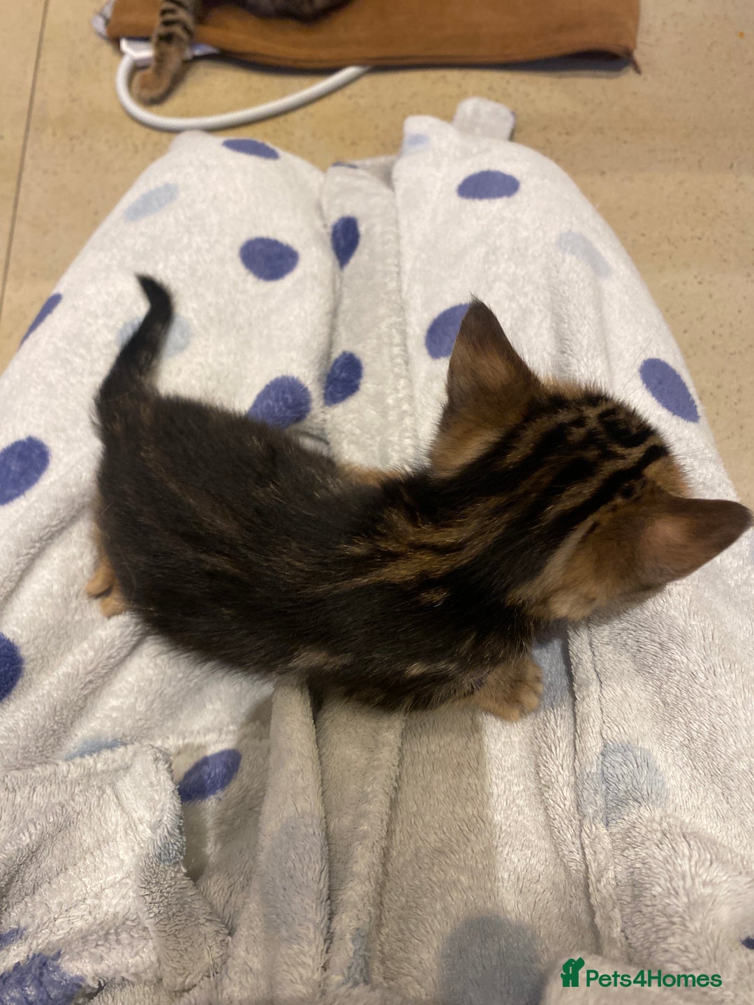 Bengal cats for sale: BEAUTIFUL BENGAL CROSS KITTENS-TWO GIRLS LEFT  - Advert 18