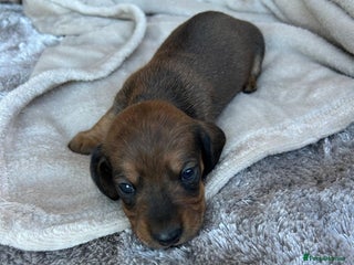Miniature Dachshund dogs - Advert 2
