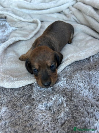 Miniature Dachshund dogs - Advert 3