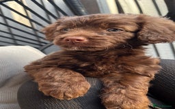 Cockapoo dogs for sale: Mini cockapoo pups  - Image 3