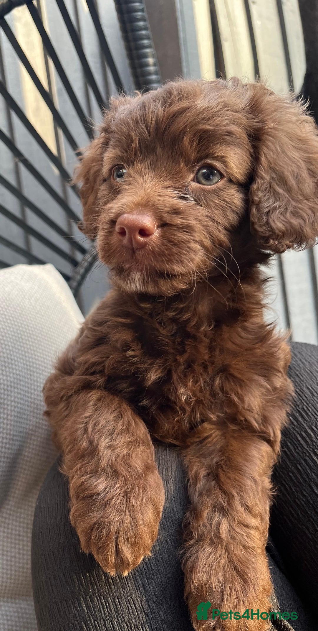 Cockapoo dogs for sale: Mini cockapoo pups  - Image 3