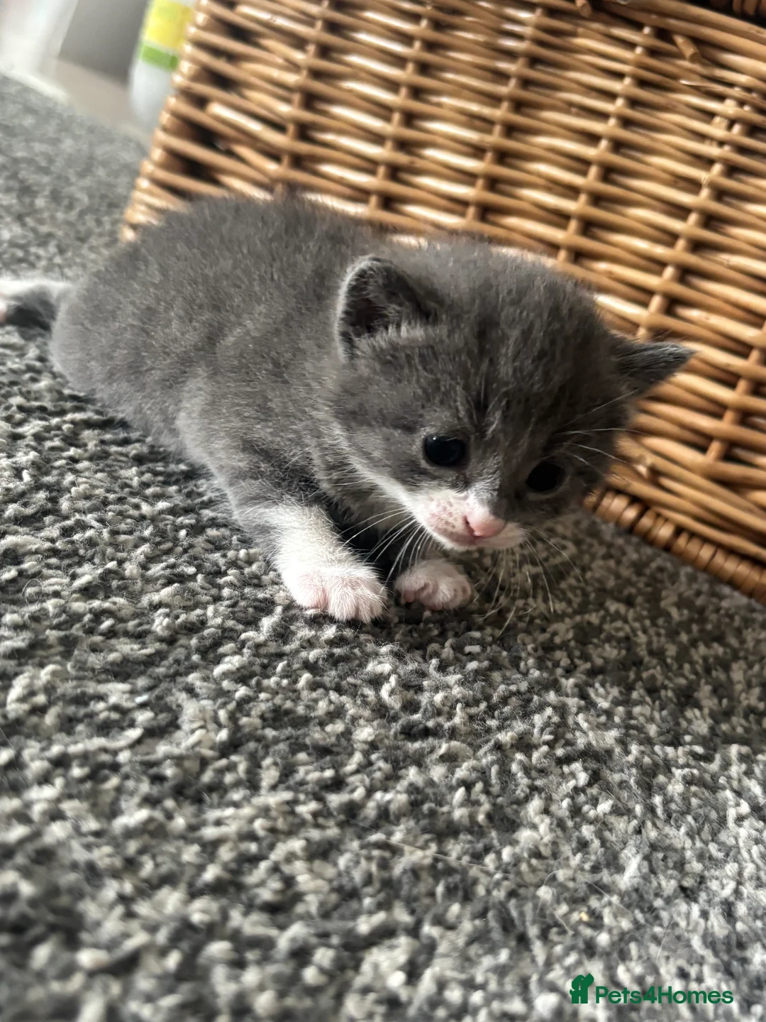 Mixed Breed cats for sale: 5 beautiful grey/blue kittens  - Advert 11