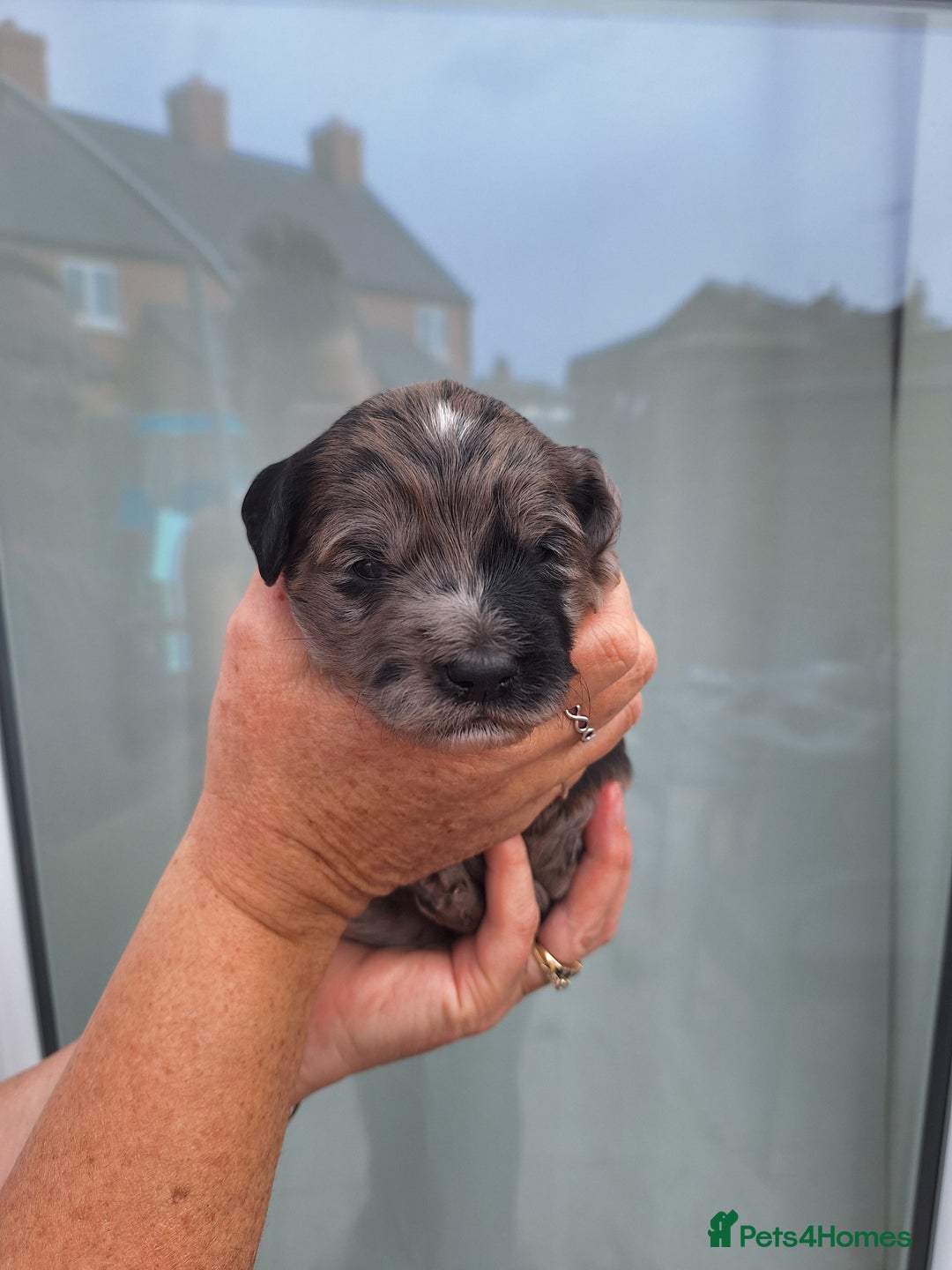 Sproodle dogs for sale: Sproodle Merle puppies  - Image 7