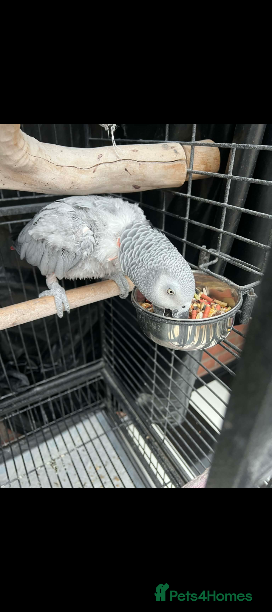 Parrots birds Meet Chopsie ❤️❤️ - Advert 13