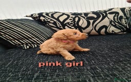 Labradoodle dogs for sale: F1 beautiful labradoodles  - Image 9