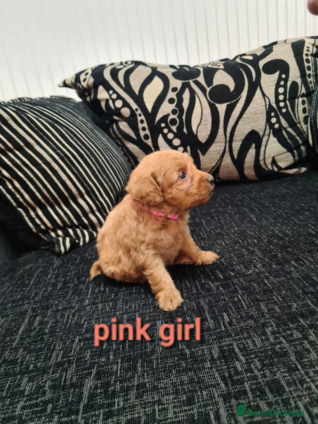 Labradoodle dogs for sale: F1 beautiful labradoodles  - Image 9