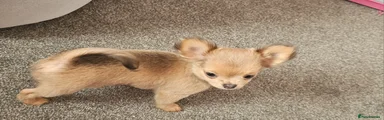  🩷 Long‑Haired Tiny Chihuahua Puppy – Fawn/White/Lilac/Brown – Teddy‑Bear Cute ✨