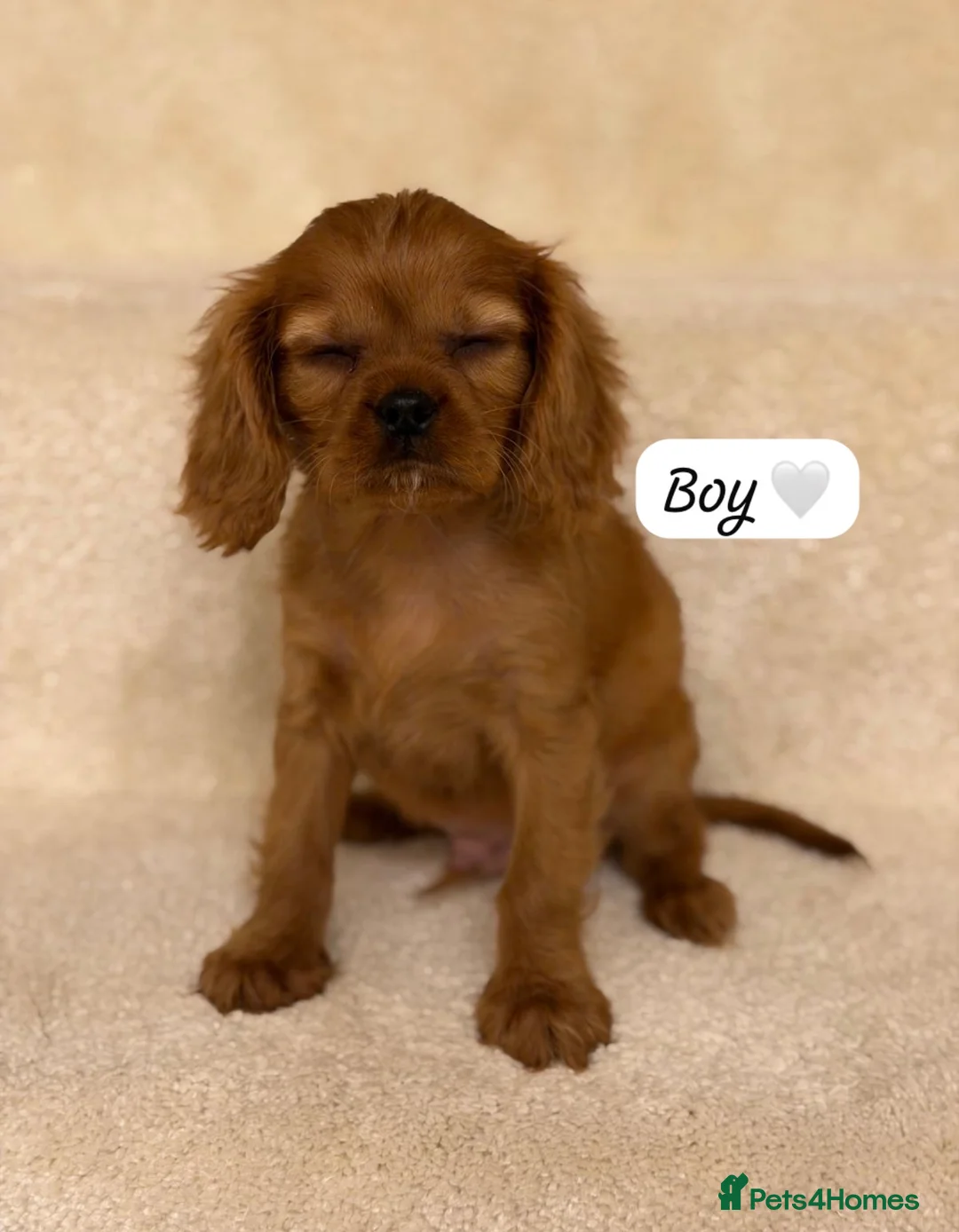Cavalier King Charles Spaniel dogs for sale: Cavalier King Charles puppy 1 boy 2 girls left  - Advert 9