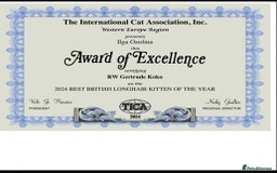 British Longhair cats for sale: Excellent show class kittens  - Image 13