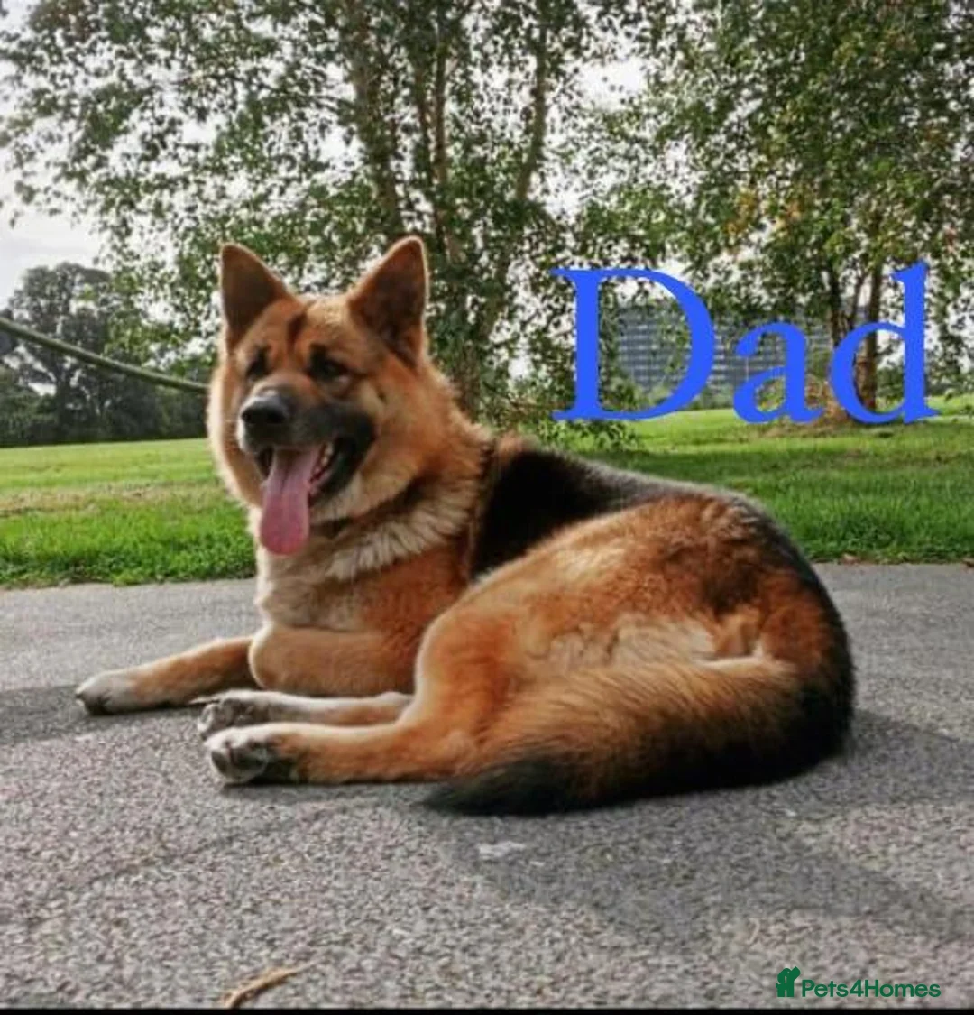 Golden Shepherd dogs for sale: Stunning, Confident German Shepherd Pups - Advert 14