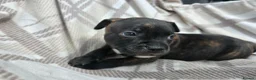 Staffordshire Bull Terrier dogs for sale: Staffy pups in Coleford - Advert 11