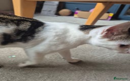 British Shorthair cats for sale: Male and female kittens - Image 6