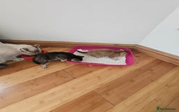 British Shorthair cats for sale: Lovely British Shorthair fold kittens 😸  - Image 12