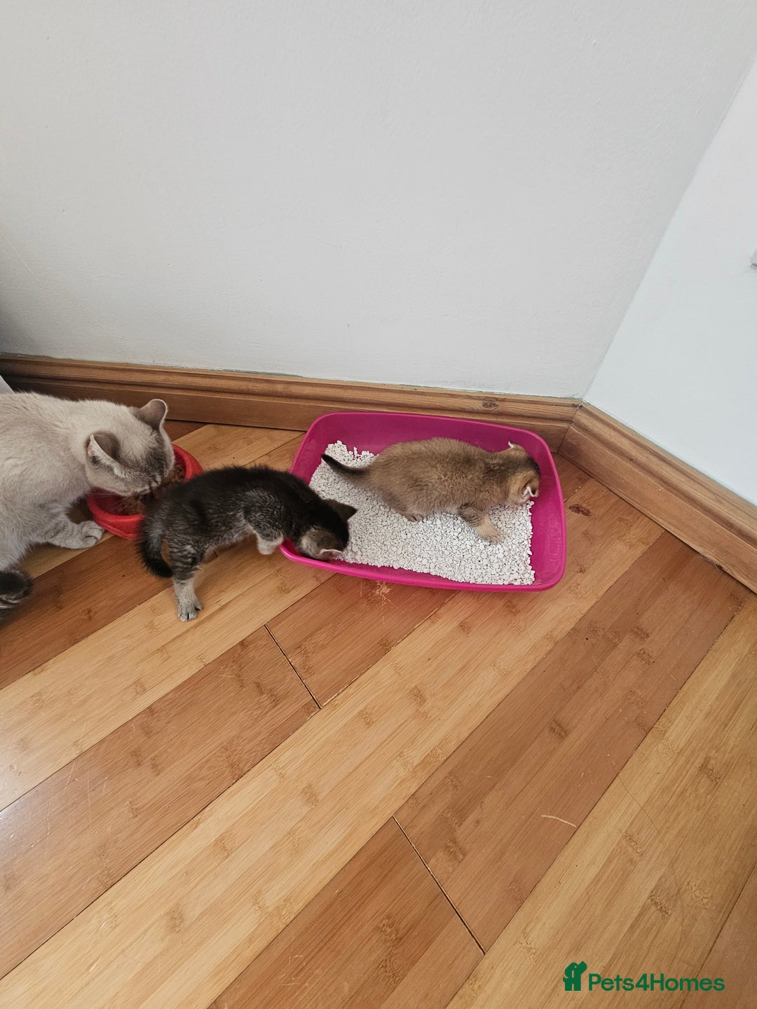 British Shorthair cats for sale: Lovely British Shorthair fold kittens 😸  - Image 12
