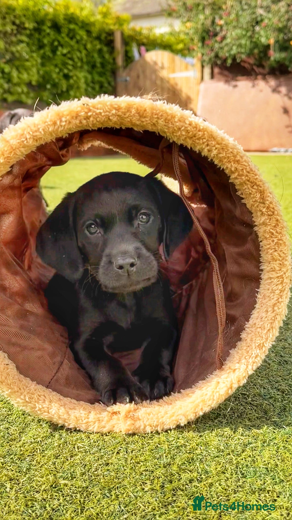 Labrador Retriever dogs for sale: Exceptional KC Reg Labrador Puppies For Sale! - Advert 2