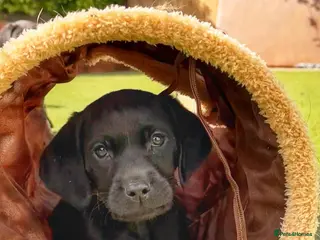 Labrador Retriever dogs for sale: Exceptional KC Reg Labrador Puppies For Sale! - Advert 2