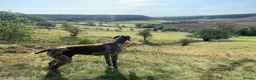 German Shorthaired Pointer dogs for sale:  Loving Home Needed for Our Beautiful GSP - Advert 4