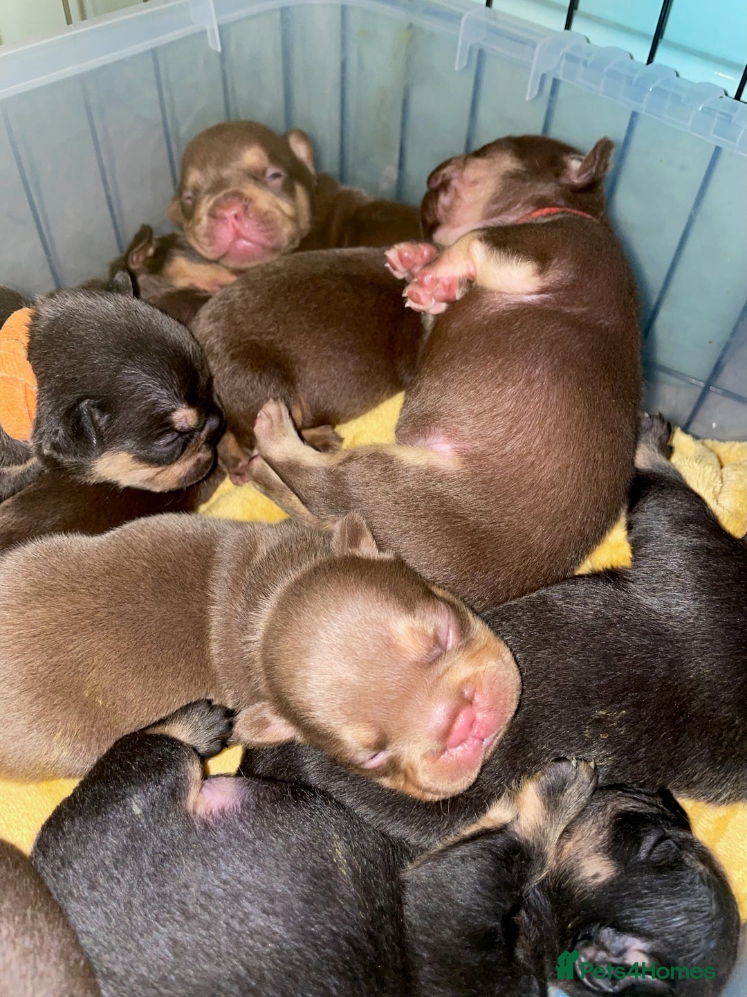 French Bulldog dogs for sale: Frenchies in Chocolate & Tan and Rojo - Advert 4