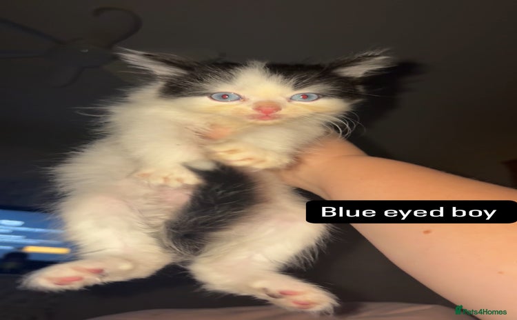 Mixed Breed cats - Advert 9