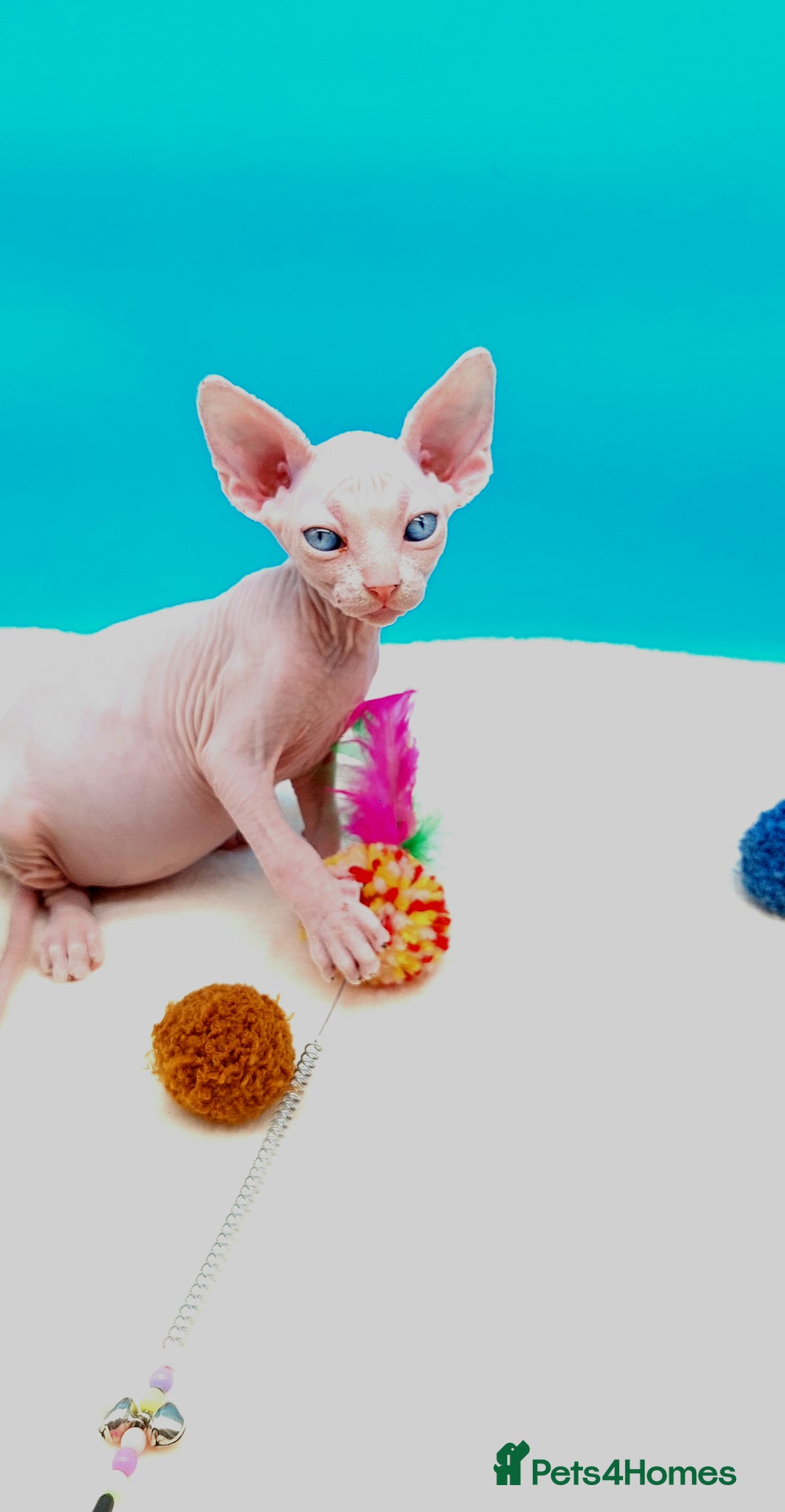 Sphynx cats for sale: Sphynx Kittens – Males & Female – International ✅ - Advert 20