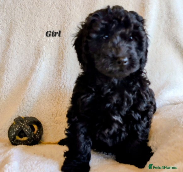 Labradoodle dogs Labradoodles price reduced. - Advert 8