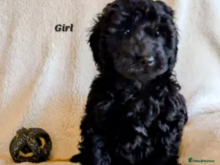 Labradoodle dogs Labradoodles price reduced. - Advert 8
