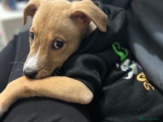 Lurcher dogs Lurcher puppy - Advert 11