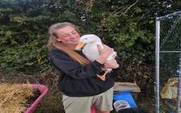 Ducks poultry for sale: 4 Cherry valley ducks for sale  - Image 2