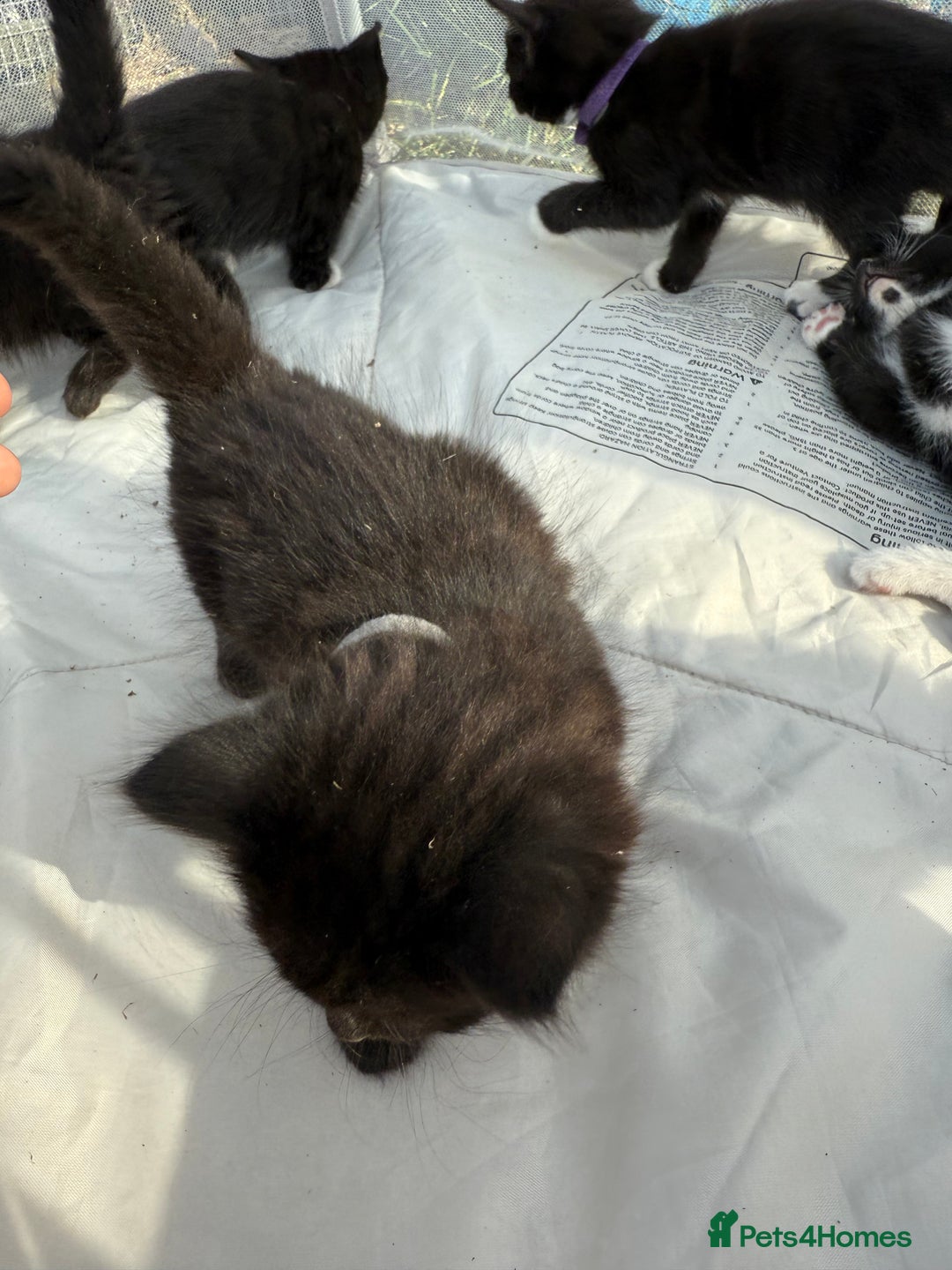 Mixed Breed cats for sale: Litter of Kittens For Sale - only 1 Male left in Dunstable - Image 36